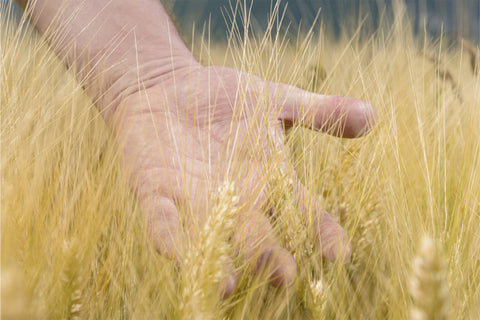mano accarezza grano biologico