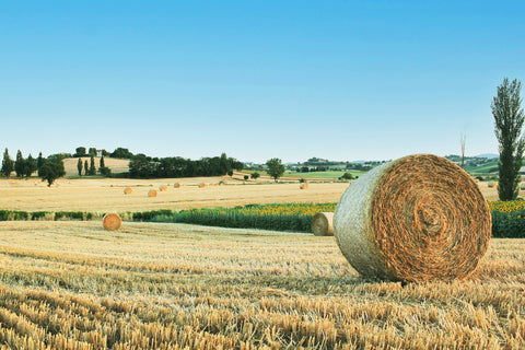 … ma la pasta è un cibo sostenibile?